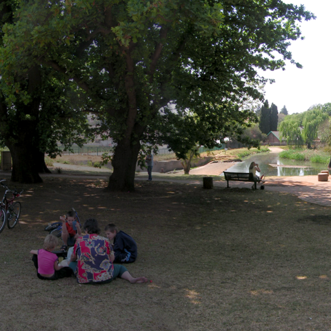 Oak-Trees - Horwood's Farm -  Edenvale